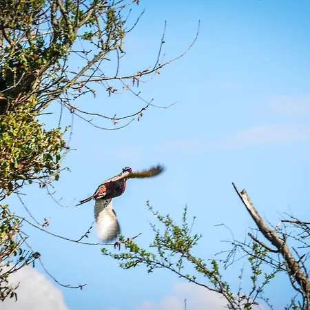 La Tireliere, Longere Bord De Avec Jardin Dom wakacyjny Surville (Manche)