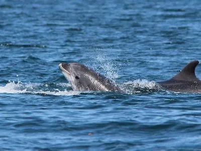 Dom wakacyjny La Tireliere, Longere Bord De Avec Jardin Surville (Manche)