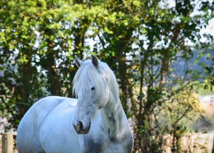 La Tireliere, Longere Bord De Avec Jardin Ferienhaus Surville (Manche)
