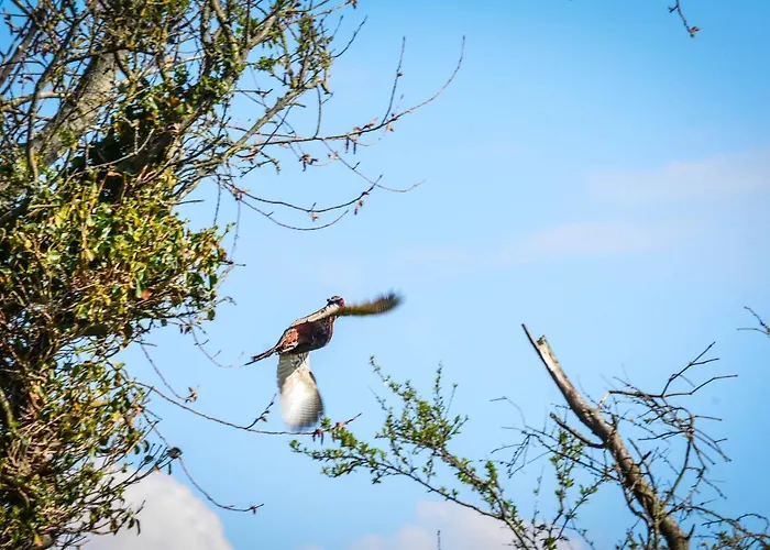 La Tireliere, Longere Bord De Avec Jardin Ferienhaus Surville (Manche)